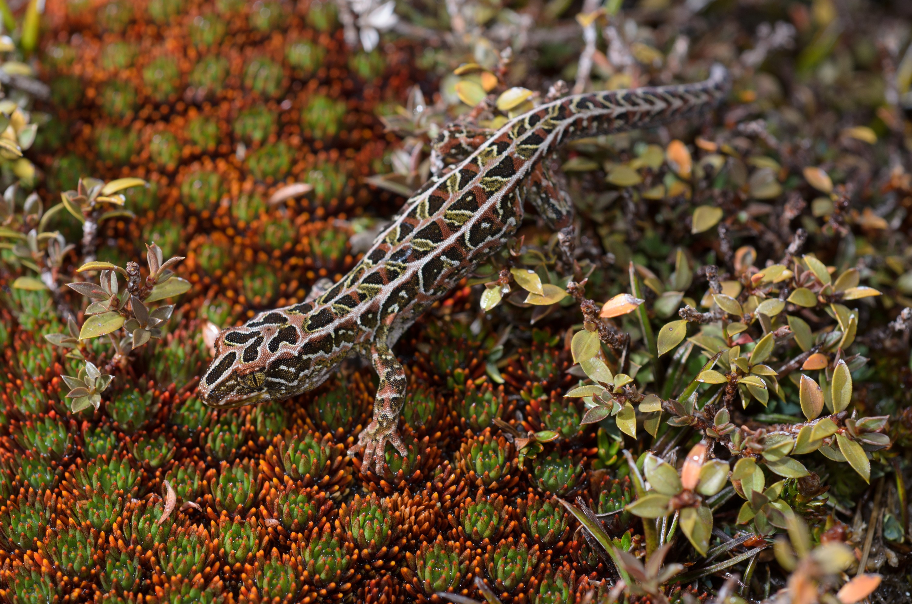 DSC_2805 – Adventure, Crispin, Hoplodactylus, Island, March 2017, National Park, New, New Zealand, Rakiura, South, Stewart, Tukutuku rakiurae, Zealand, amazing, gecko, harlequin gecko, rare, stunning
